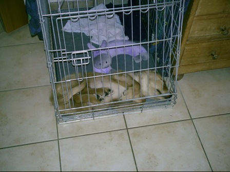 Kennel schon gemütlich hier ...