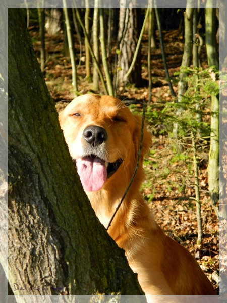 delphinschlafzimmerblick