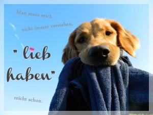 Schönes Bild eines Golden Retrievers