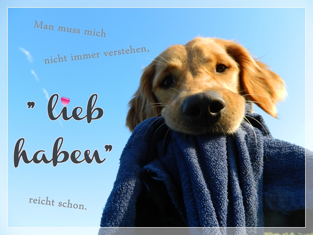 Schönes Bild eines Golden Retrievers