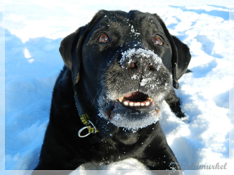 Schwarzer Labrador mit Schneenase