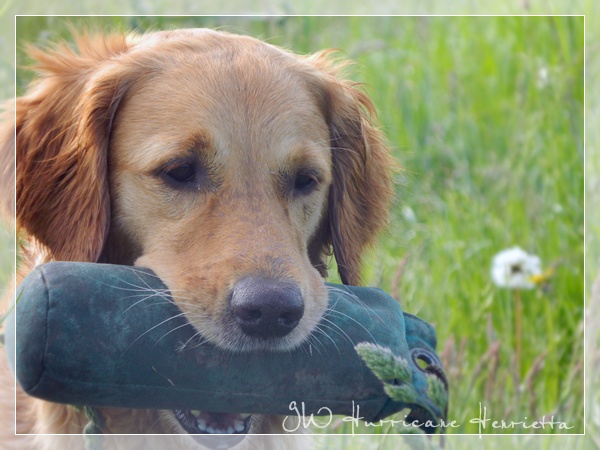 2017_05_23_GWH_Hetty