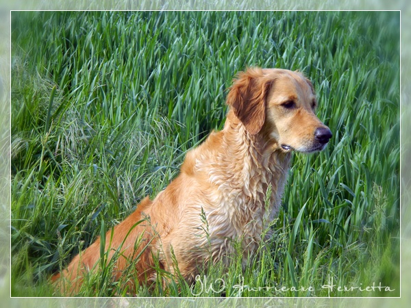 2017_05_23_GWH_Hetty_2