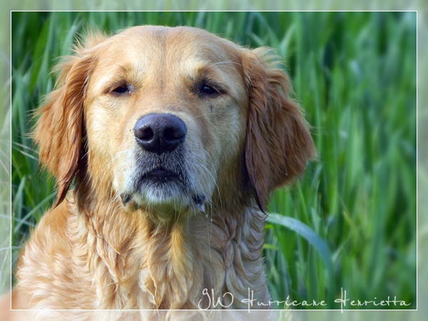 2017_05_23_GWH_Hetty_3