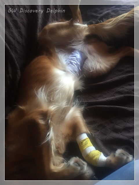 2018-09-13_Fiene OP 2