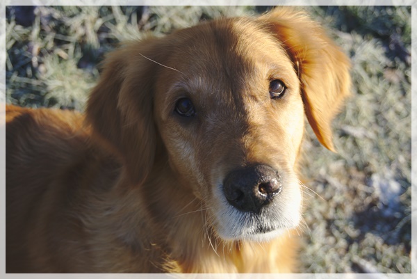 Developed using darktable 2.6.0