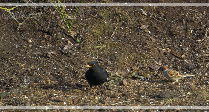 2019_02_23_Amsel_Spatz_02