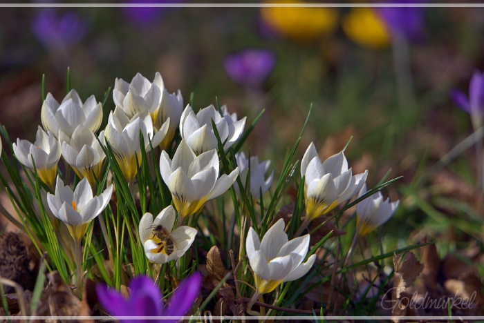 2019_02_23_Frühling_01