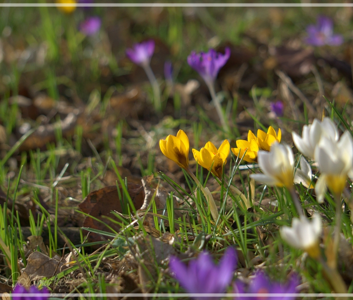 2019_02_23_Frühling_03