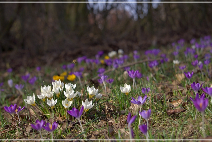 2019_02_23_Frühling_04