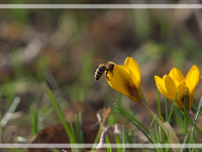 2019_02_23_Frühling_05