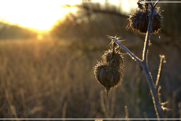 2019_02_24_Distel_01