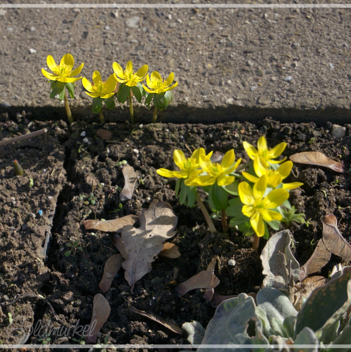 2019_02_25_Blümchen