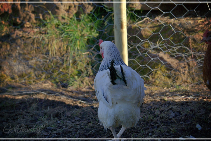 2019_02_26_Auguste_1