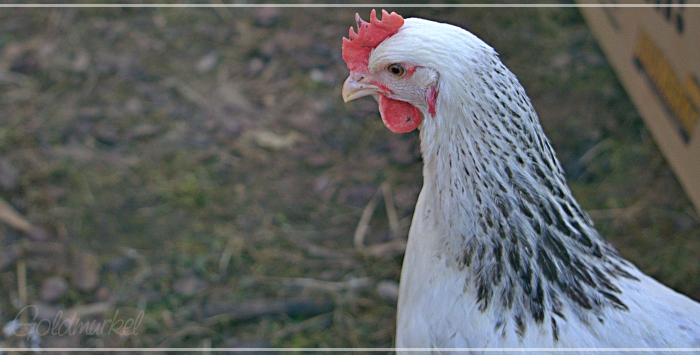 2019_02_26_Auguste_2