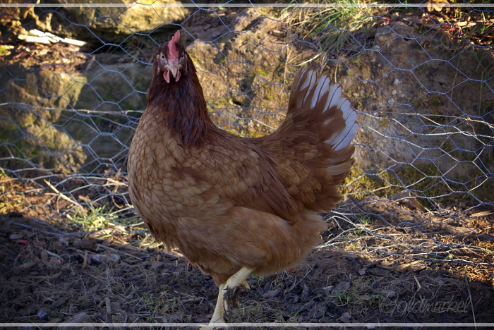 2019_02_26_Paulinsche_1