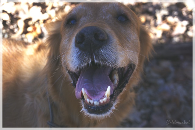 Developed using darktable 2.6.0