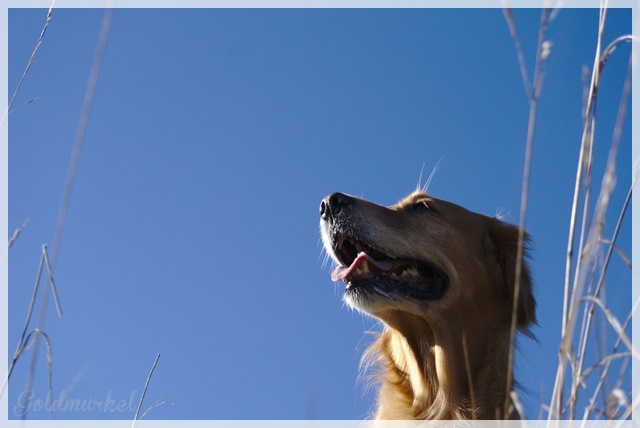 Developed using darktable 2.6.0