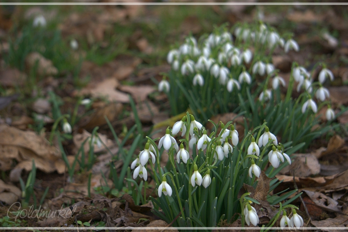Schneeglöckchen