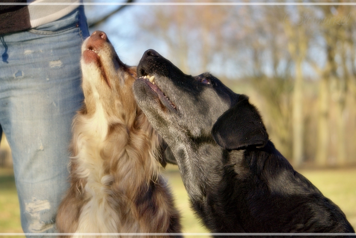 2019_02_27_Cadger_Jesper