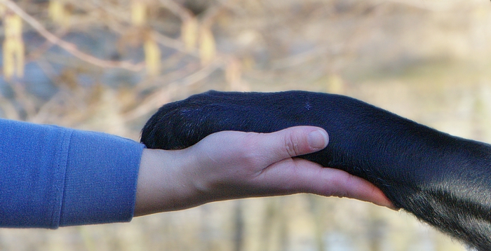 2019_02_27_Hand_Pfote