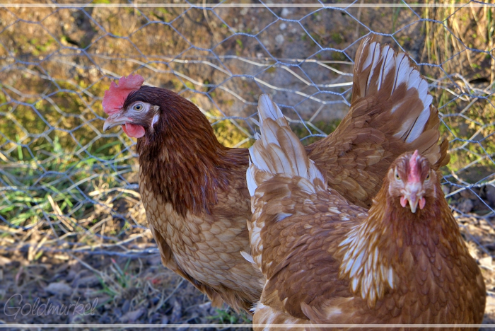 2019_02_26_Paulinsche_4