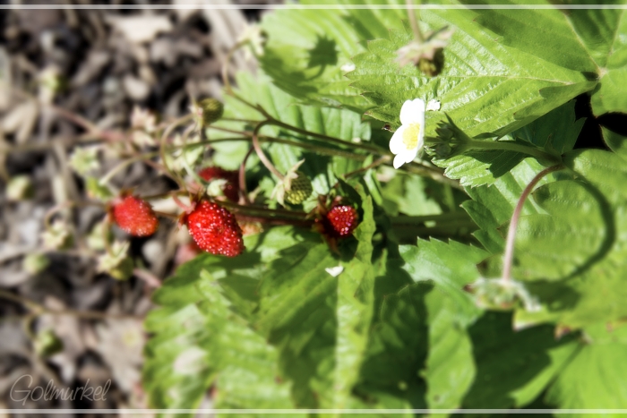 Erdbeeren