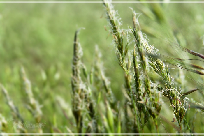 Gräser_2