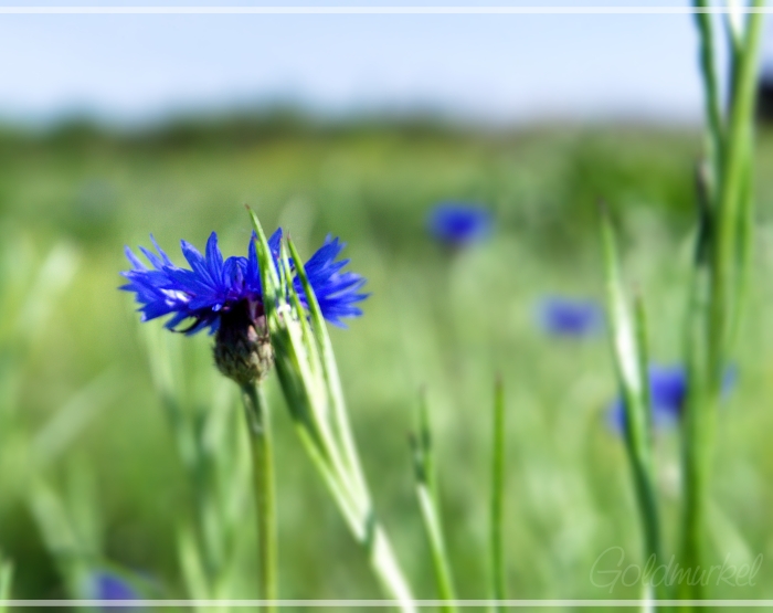 Kornblume