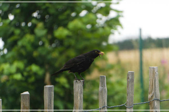 Amsel
