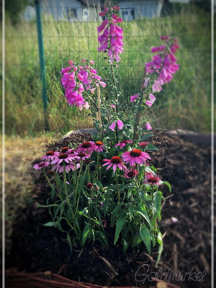 Fingerhut_Echinazea_2