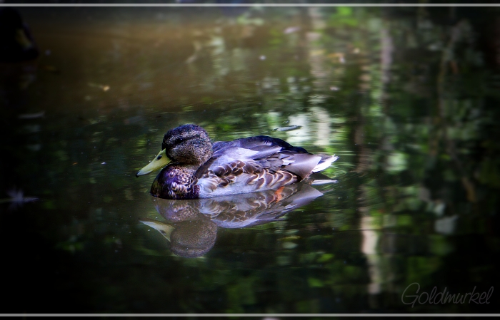 Ente_Spiegelung