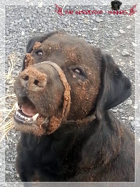 546473_467016556651867_382398180_n