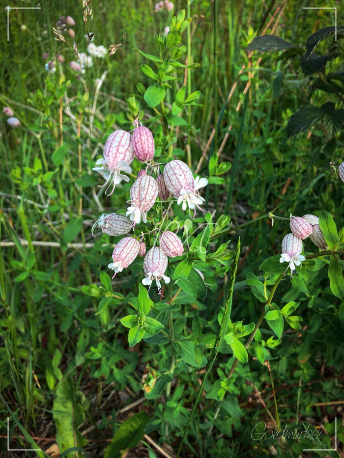 blume