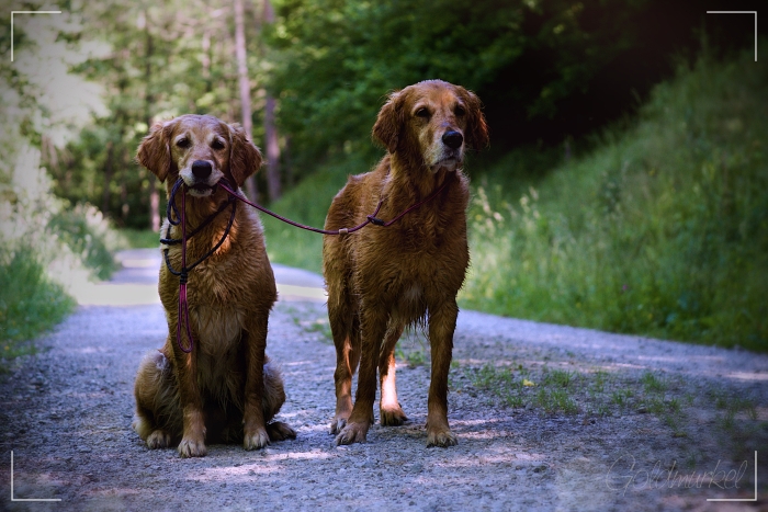 Fiene_Hetty_Leine_klein