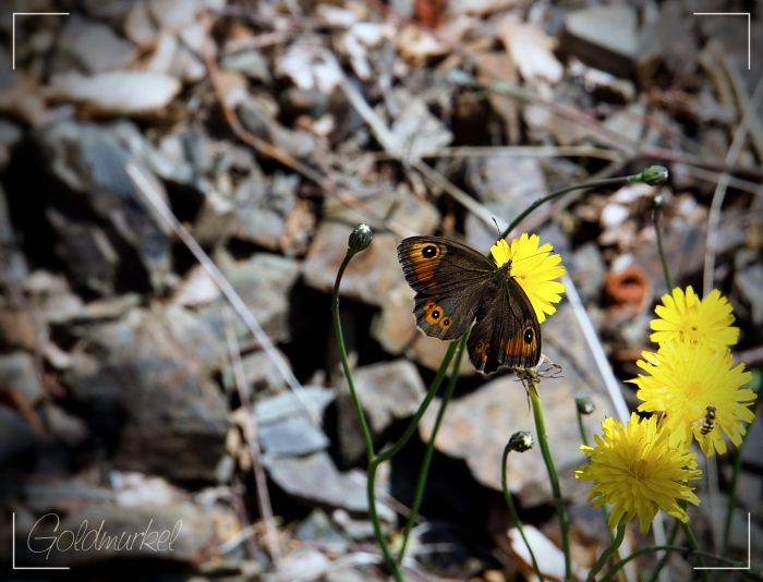 Schmetterling