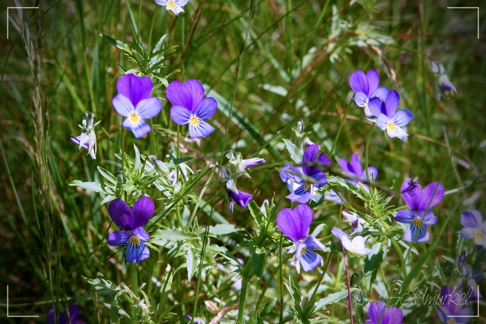 Wildblumen