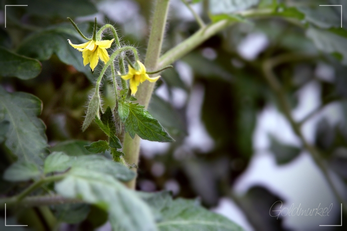Tomatenblüte
