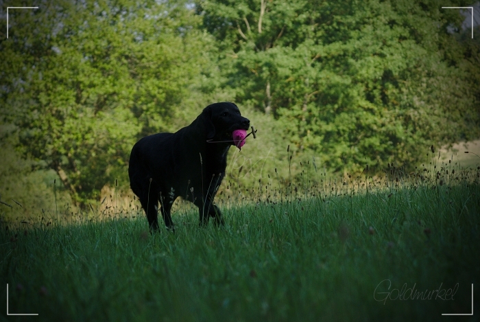 Developed using darktable 2.6.0