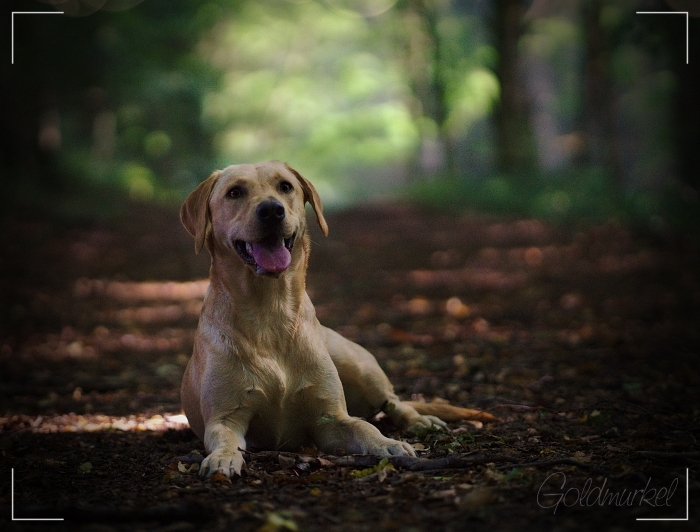 Developed using darktable 2.6.0