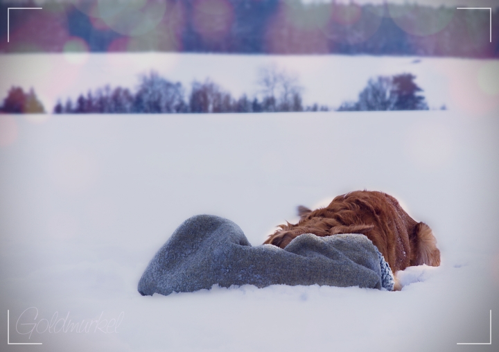Golden Retriever im Schnee spielt mit einer Decke