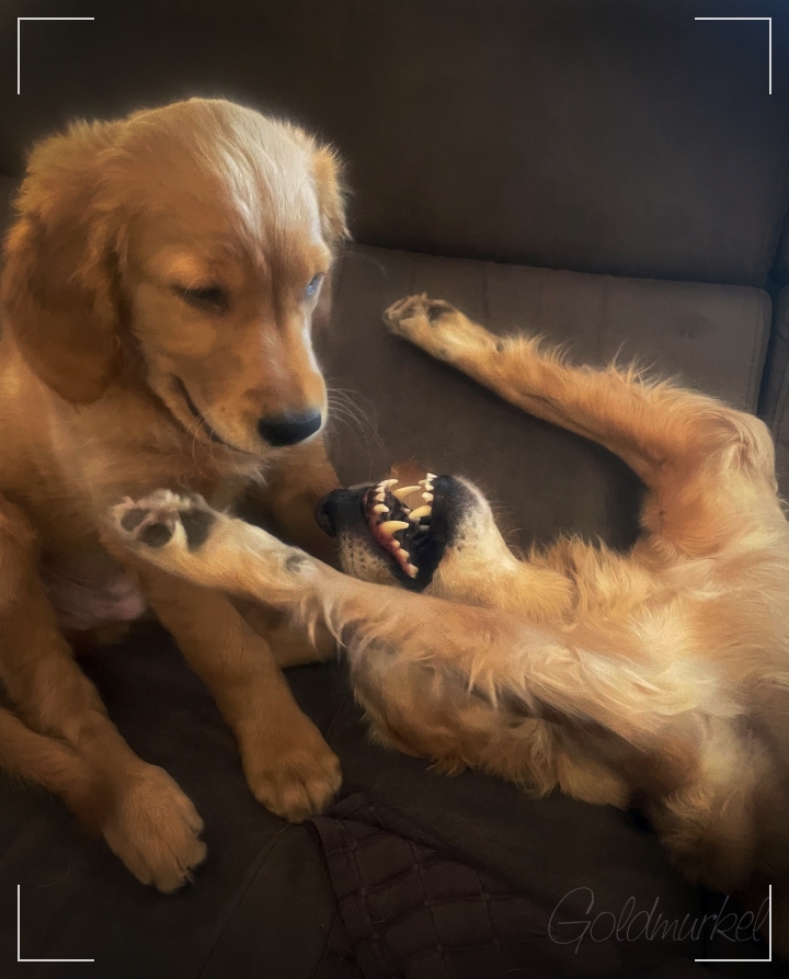 Zwei Golden Retriever im Spiel