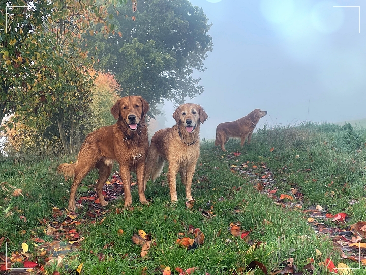 Drei Golden Retriever auf einem herbstlich belaubten Feldweg