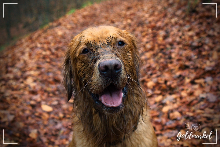 Gesicht eines Golden Retrievers verschmiert mit Matsch